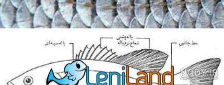 خرید و قیمت شاه ماهی ارسال بالا پنج کیلو ارسال پنج کیلو به بالا صید روز  وقایق از غرفه دفتر طرح دار/خاص /نوشت ابزار/
