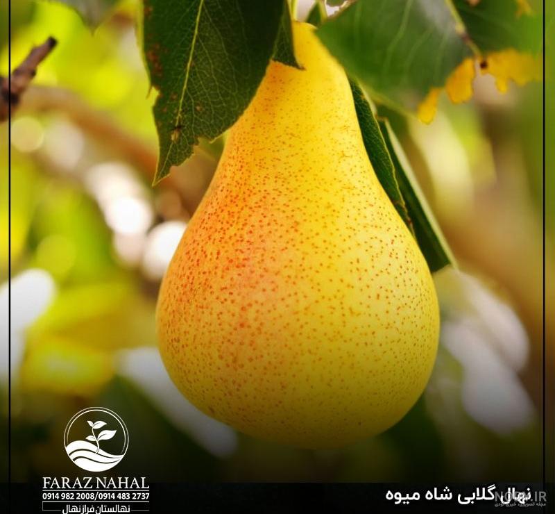 خرید نهال گلابی اسپادانا - مشهد نهال
