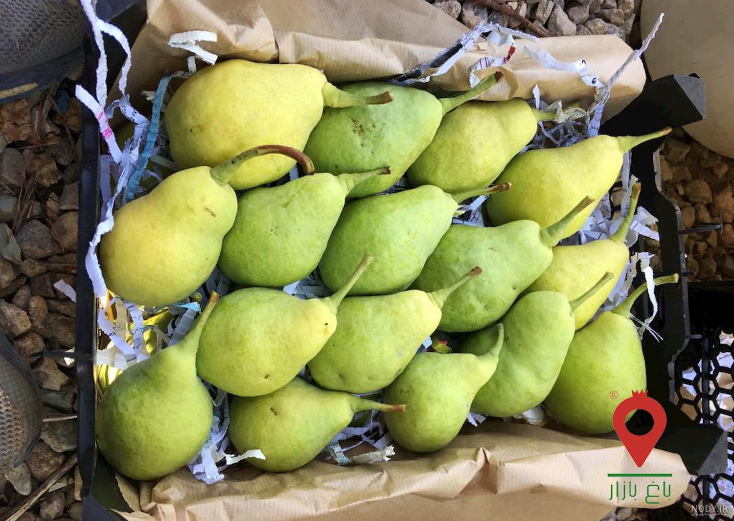 خرید نهال گلابی شاه میوه 🍐 قیمت نهال گلابی شاه میوه در مهر ماه ۱۴۰۳ 🍐  رویال نهال