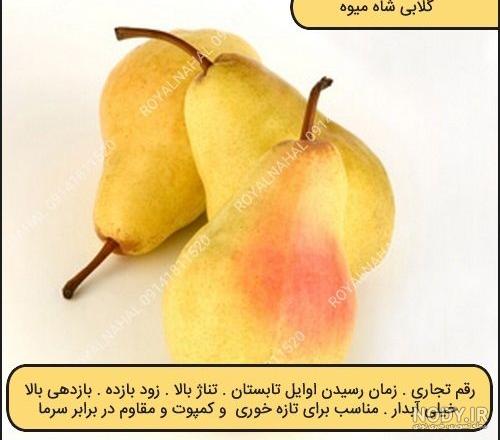 خرید نهال گلابی شاه میوه فروش در نهالستان طوبای سبز افجان