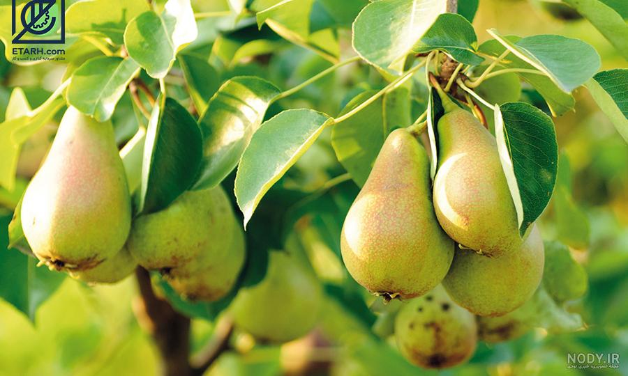 خرید نهال گلابی شاه میوه | قیمت فروش در مهر ماه 1403 | نهالستان رویال نهال
