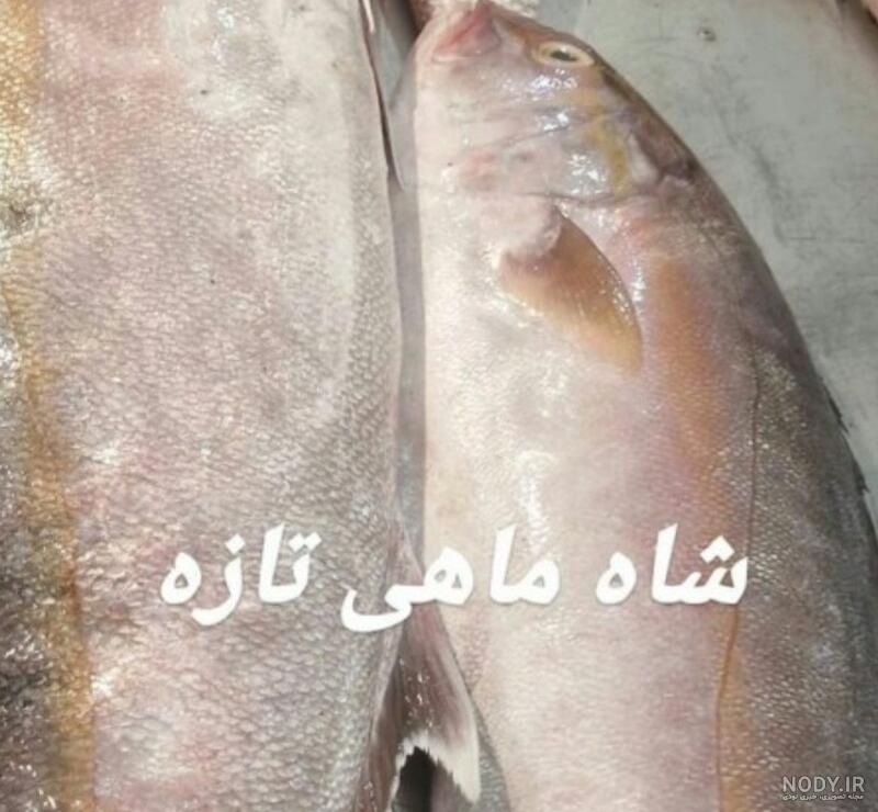 شاه ماهی جنوب چیست؟ قیمت شاه ماهی جنوب چقدر است؟ - لنج لند