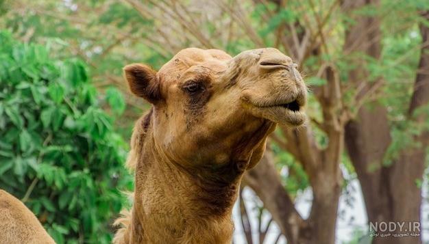 عكس شتر عكس شتر