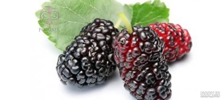 عکس درخت شاه توت