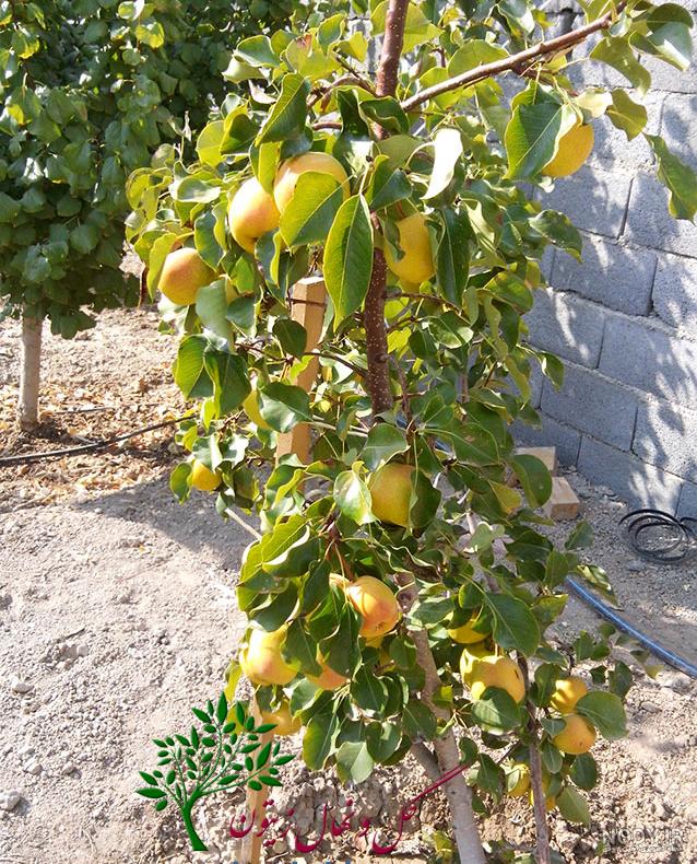 عکس درخت گلابی شاه میوه