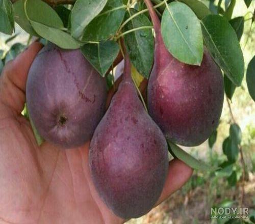 عکس شاه میوه - عکس نودی