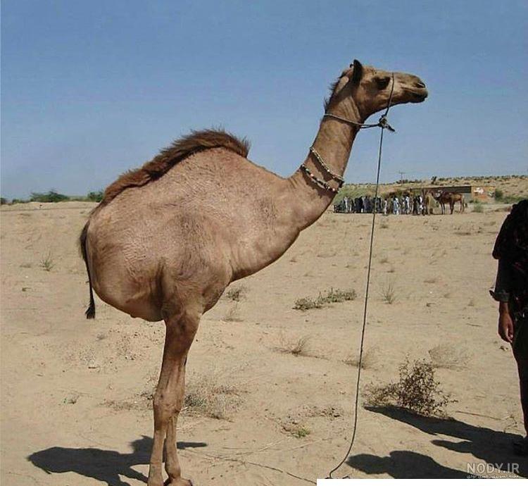 عکس شتر خنده دار عکس شتر خنده دار