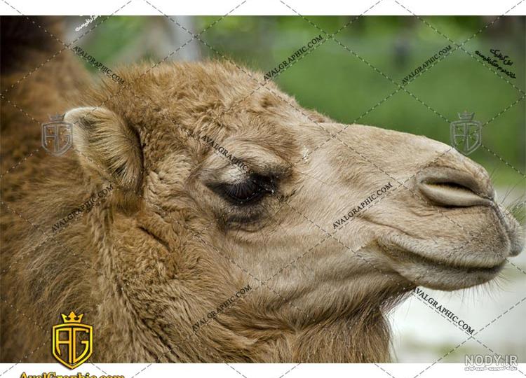 عکس شتر سه کوهانه عکس شتر سه کوهانه
