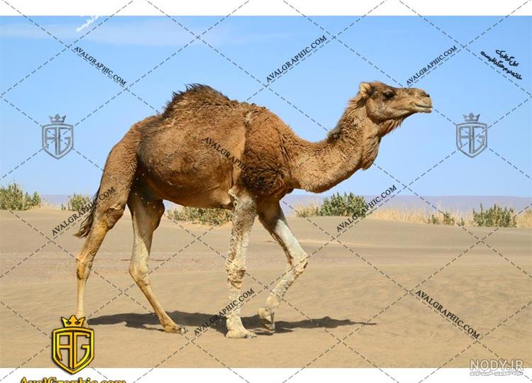 عکس شتر مار عکس شتر مار