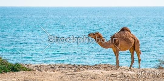 عکس شتر مرغ عکس شتر مرغ