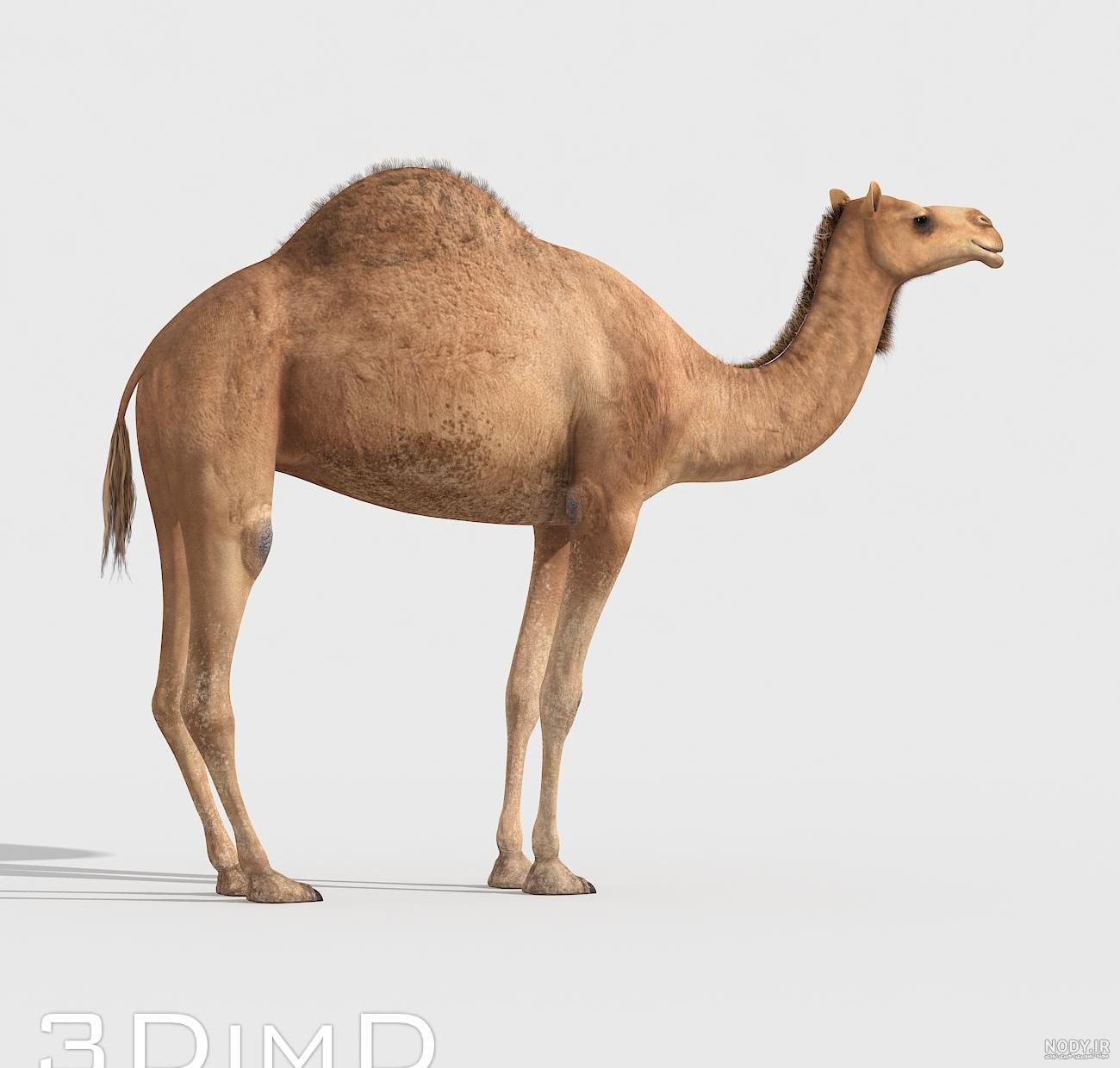 عکس شتر نقاشی عکس شتر نقاشی