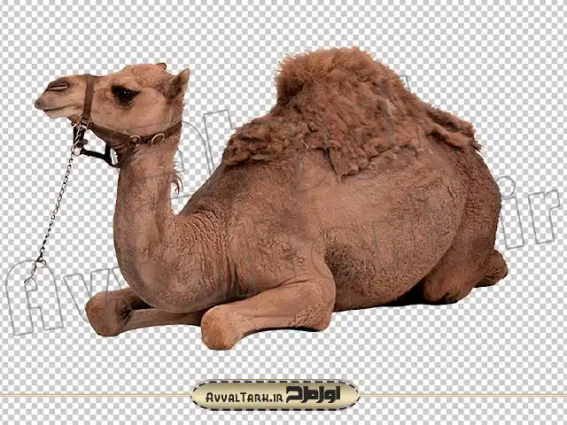عکس شترمرغ واقعی عکس شترمرغ واقعی