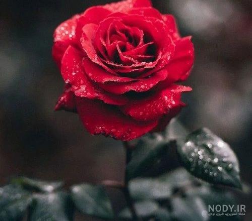 عکس پروفایل جدید، هنری و خاص 1403 برای دانلود - خدمت از ما
