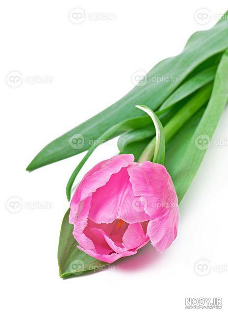 عکس گل های شاد