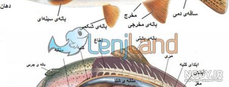 عکسهایی از شاه ماهی عجیب و غریب در سواحل کالیفرنیا