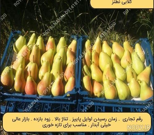 فروش نهال گلابی بیروتی،درگزی،شاه میوه،نطنز،آنجو ۰۹۱۴۸۲۸۶۳۴۱