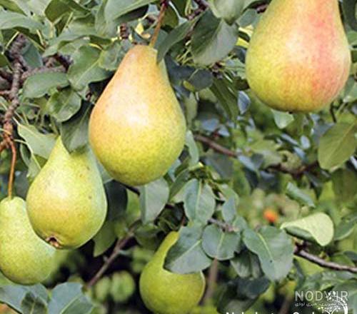 قیمت خرید نهال گلابی شاه میوه+ فروش ویژه - آراد برندینگ