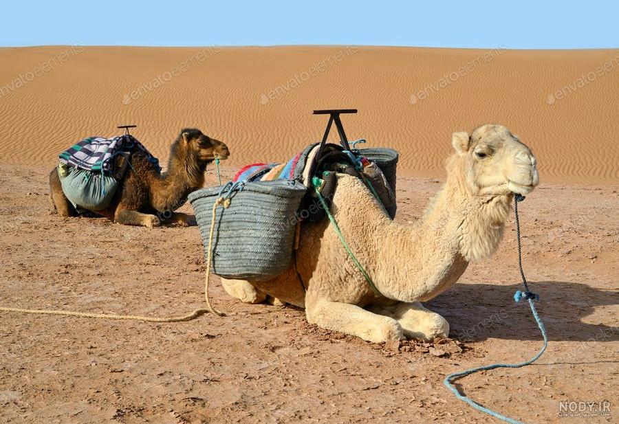 مدل سه بعدی شتر متحرک - 3DIMD مدل سه بعدی شتر متحرک - 3DIMD