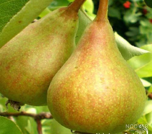 نهال گلابی