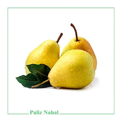 نهال گلابی شاه میوه: خرید + [قیمت و مشخصات کامل]