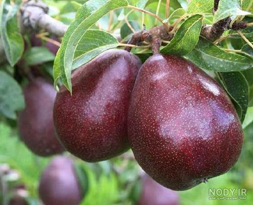 نهال گلابی شاه میوه - نهالستان اورال