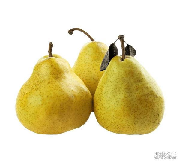 نهال گلابی شاه میوه - نهالستان اورال