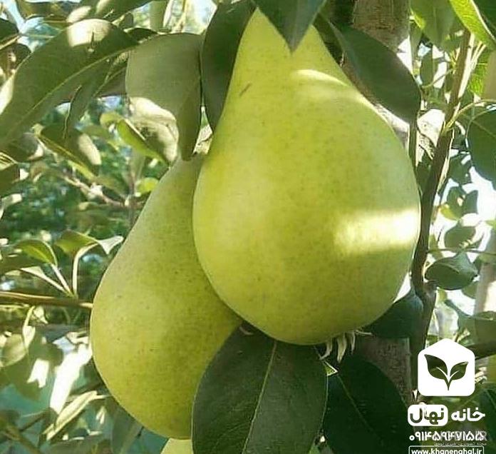 نهال گلابی شاه میوه | هایپر تره بار