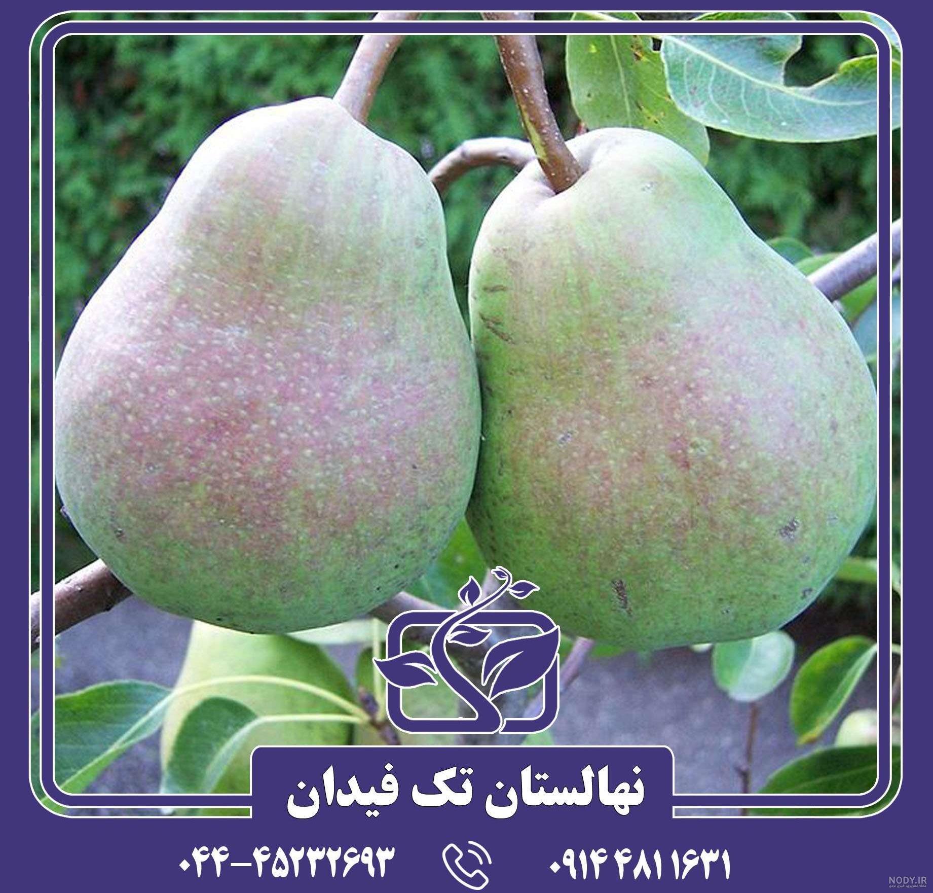 گلابی شاه میوه دماوند - حدود 5کیلوگرم - باغ بازار
