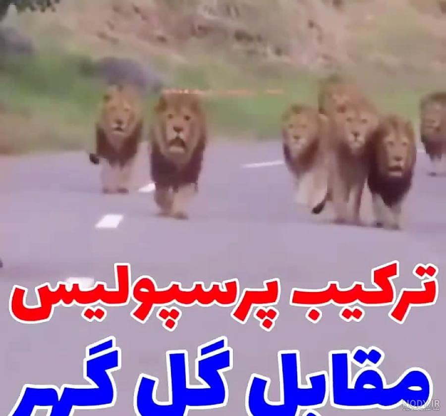 عکس خفن عکس پس زمینه پرسپولیس شیر