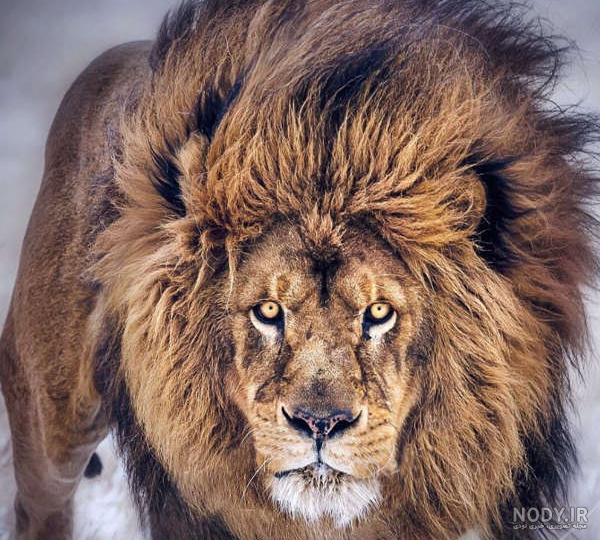 عکس خفن عکس پس زمینه پرسپولیس شیر