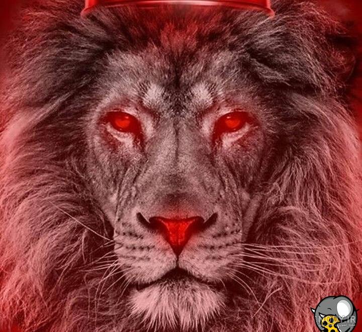 عکس خفن عکس پس زمینه پرسپولیس شیر