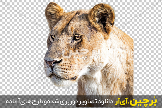 تصاویر و عکس های شیر سلطان جنگل و سفید برای پروفایل