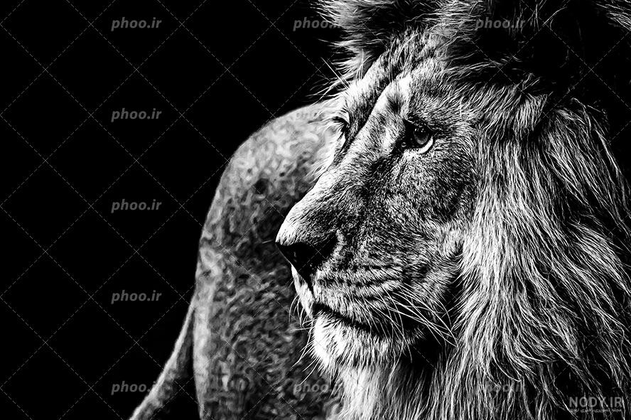 خرید و قیمت عکس شیر 180586 | ترب خرید و قیمت عکس شیر 180586 | ترب