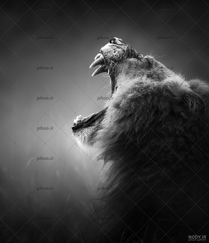 دانلود عکس شیر سیاه و سفید دانلود عکس شیر سیاه و سفید