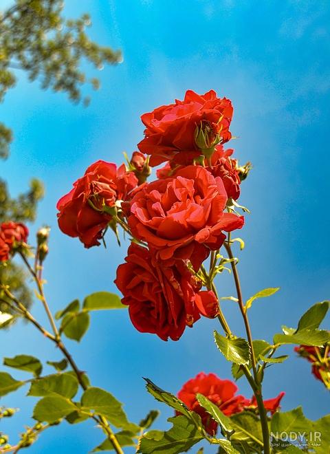 عکس برای صفحه گوشی گل