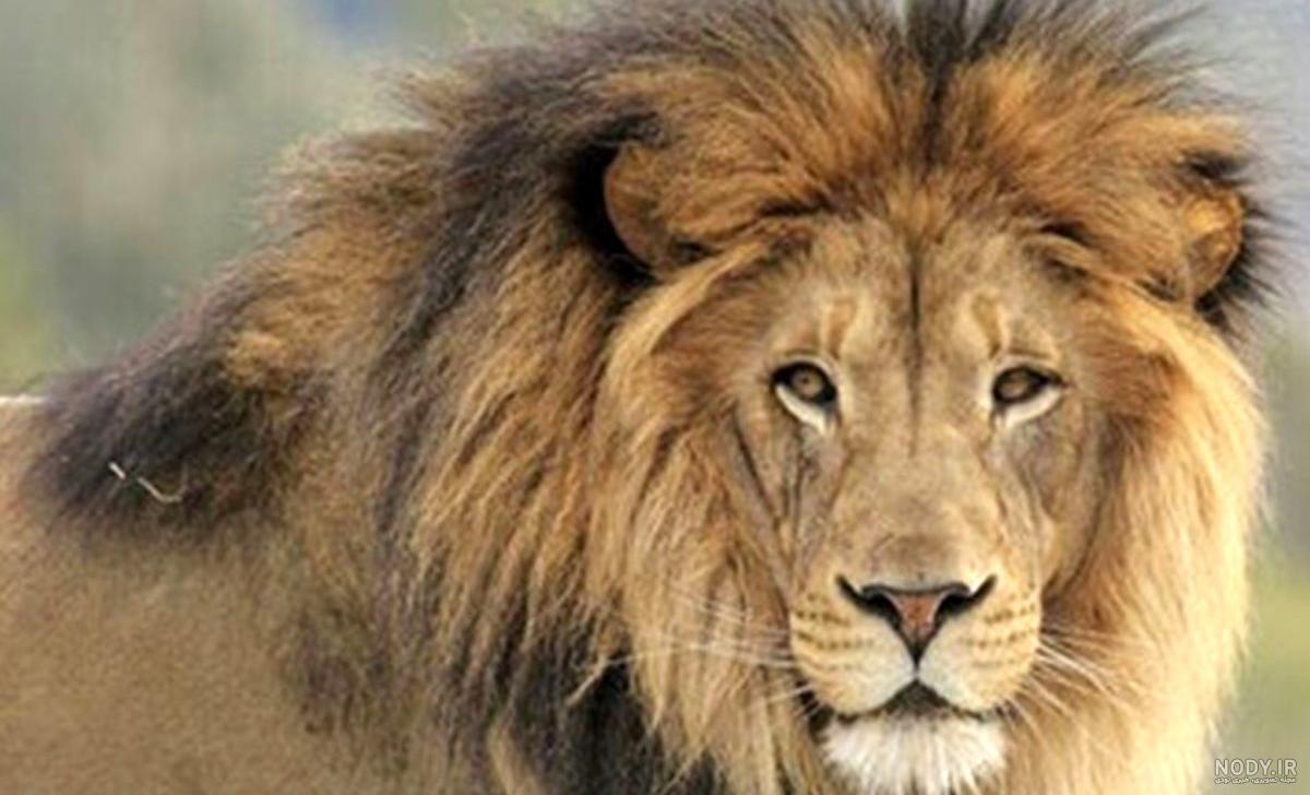 عکس های زیبا و دیدنی از شیر سلطان جنگل عکس های زیبا و دیدنی از شیر سلطان جنگل