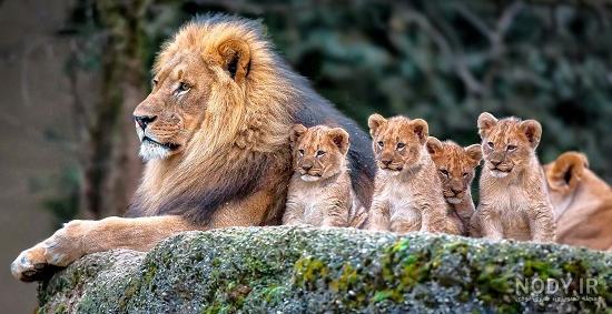 عکس شیر ماده با بچه هاش عکس شیر ماده با بچه هاش
