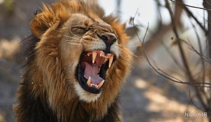 عکس شیر وحشی برای والپیپر عکس شیر وحشی برای والپیپر