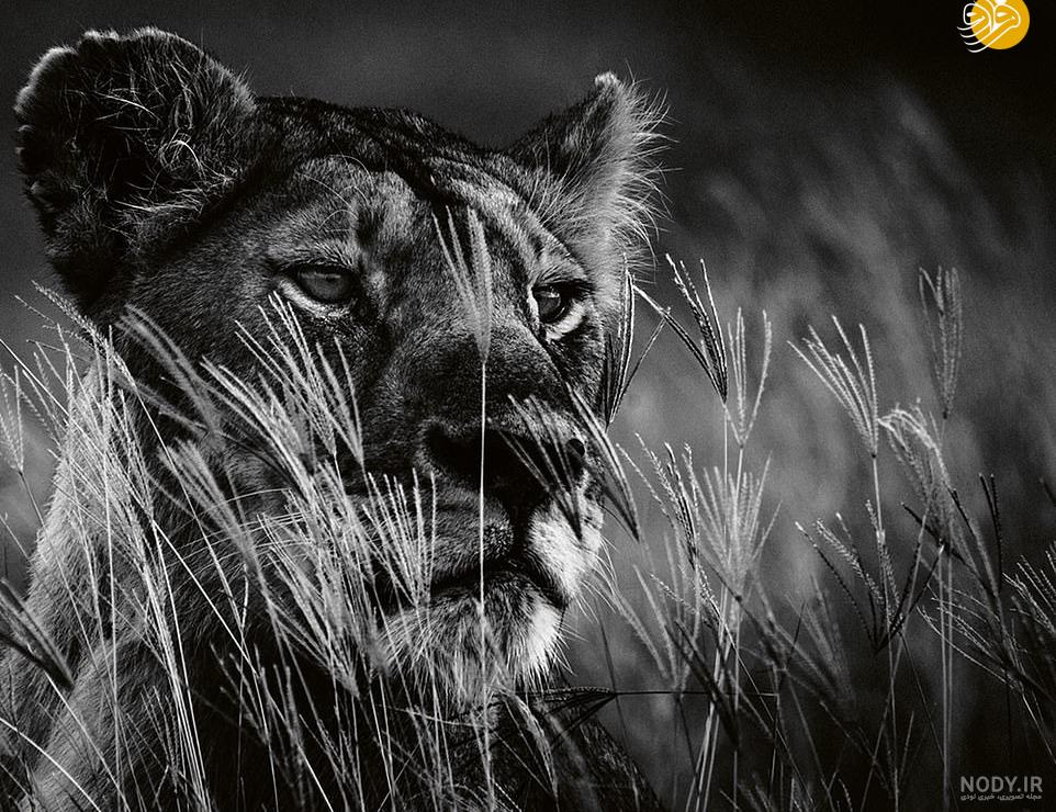 عکس شیر🦁دانلود 21 عکس شیر جنگل با کیفیت بالا
