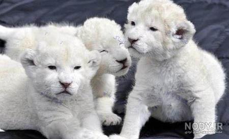 عکس شیر🦁دانلود 21 عکس شیر جنگل با کیفیت بالا