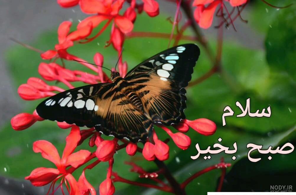 عکس نوشته صبح بخیر متحرک