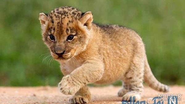 مجموعه عکس پروفایل شیر پادشاه جنگل؛ قدرتمند و مغرور - ستاره