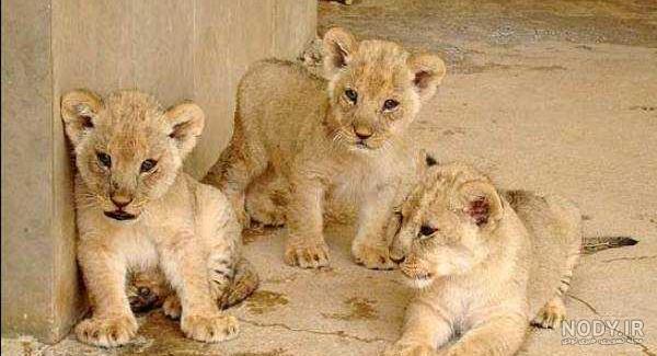 معاشقه دیدنی و زیبای شیر نر با شیر ماده +فیلم