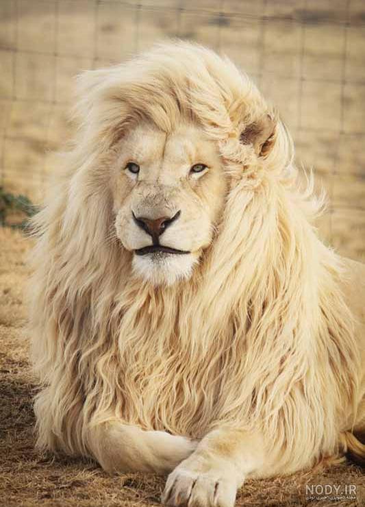 نقاشی PNG جذاب بچه شیر کارتونی بانمک برای طراحی گرافیکی