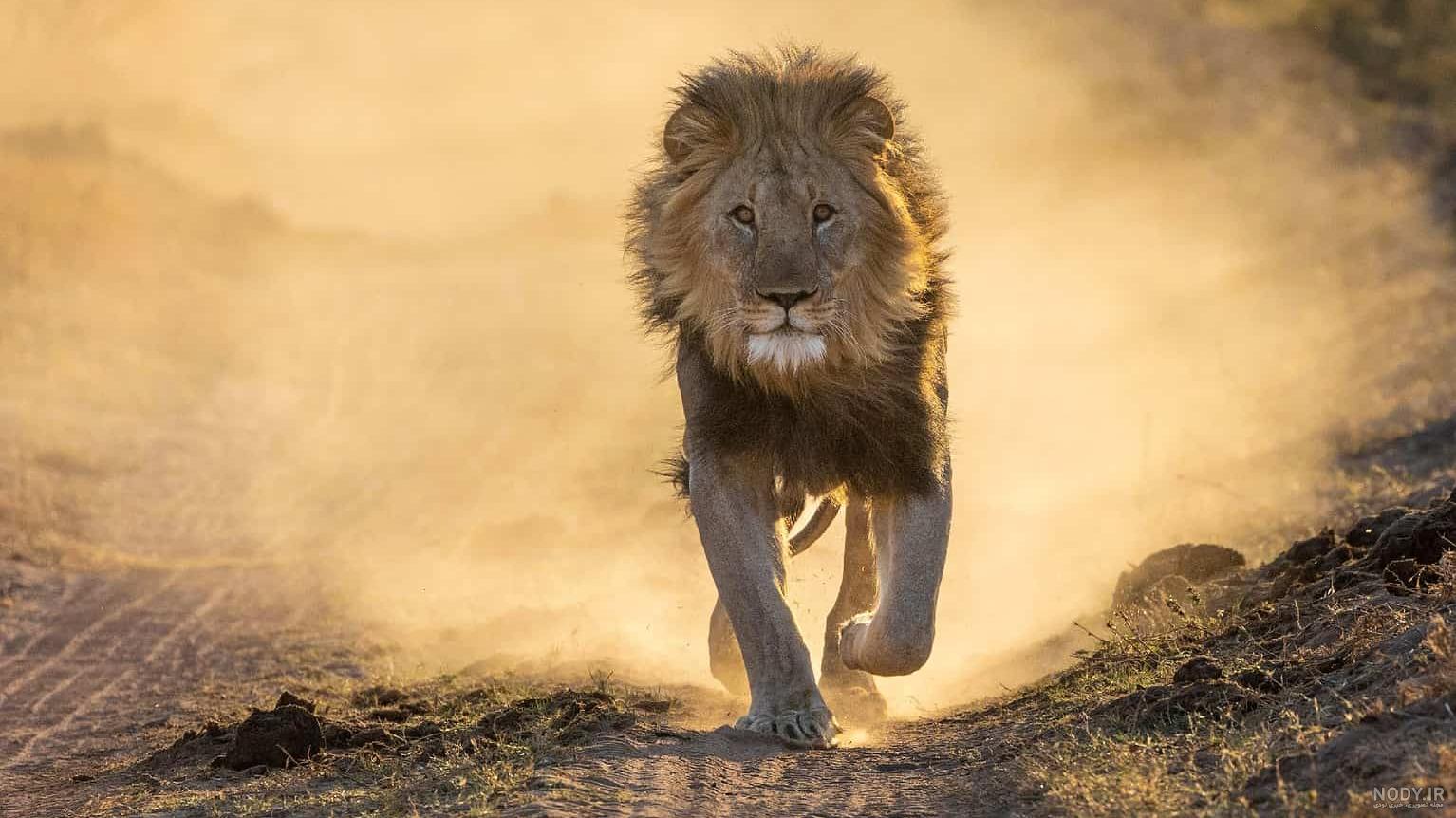 گالری عکس شیر و تصاویر متفاوت از سلطان جنگل گالری عکس شیر و تصاویر متفاوت از سلطان جنگل