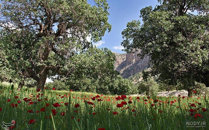 Nature Photo / عکس طبیعت | یک عکس بهاری دیگه از منطقه منجل ایلام، خدمت شما  عزیزان🤗 📌 منجل، ایلام 🔊عروس زاگرس را به همه معرفی کنیم.🤍 ‏ •  @naturephoto.ilam • #ایران… | Instagram