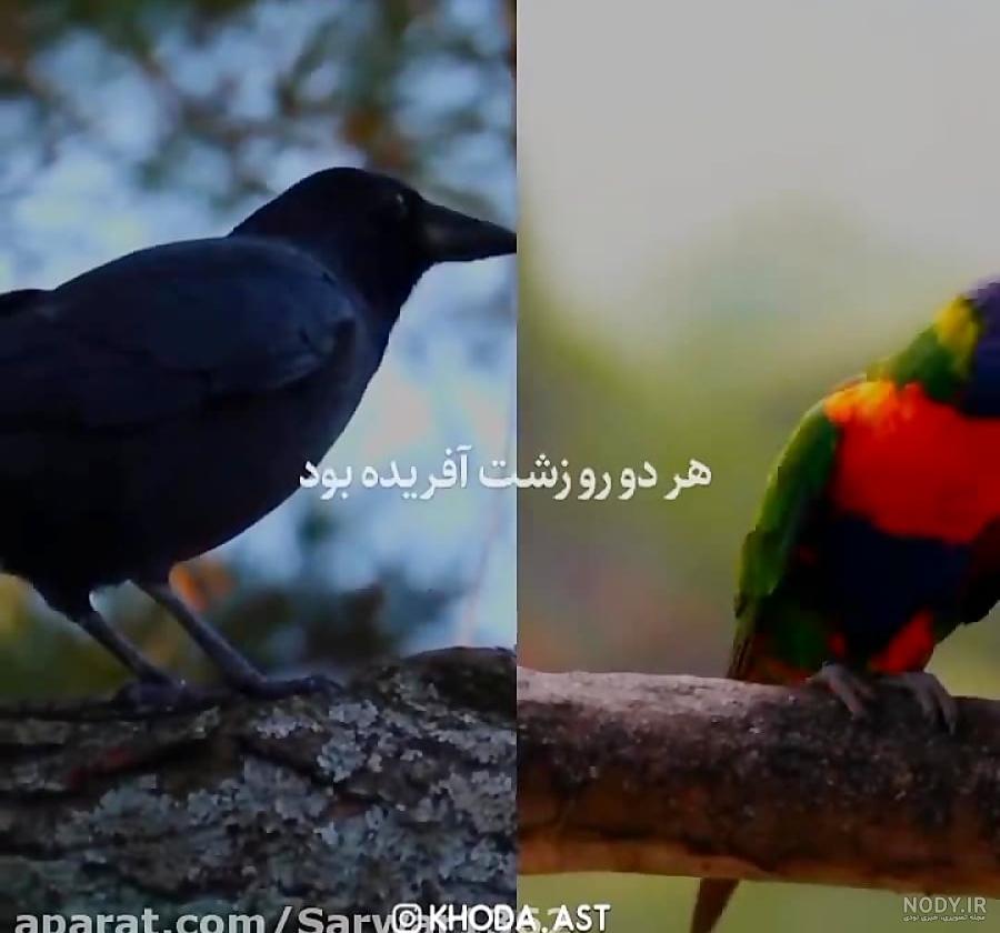 Faeqeh Oqyanoosi on LinkedIn: "کلاغ" از "طوطی" سؤال کرد: برای چی در قفسی؟! " طوطی" جواب داد: برای اینکه… Faeqeh Oqyanoosi on LinkedIn: "کلاغ" از "طوطی" سؤال کرد: برای چی در قفسی؟! " طوطی" جواب داد: برای اینکه…