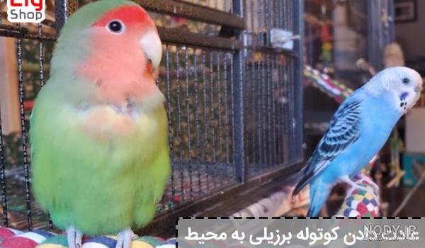 0 تا 100 شناخت طوطی برزیلی یا کوتوله + [ طوطی کوتوله ]