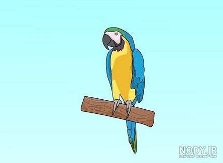 آموزش طراحی با مداد برای مبتدیان - یک جفت طوطی را روی شاخه
