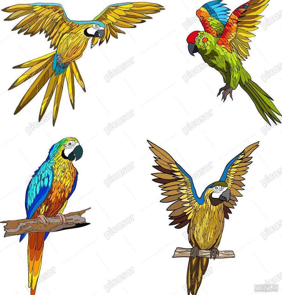 آموزش نقاشی کودکان ، طوطی